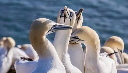 半岛体育：海风与汗水交织的生活方式